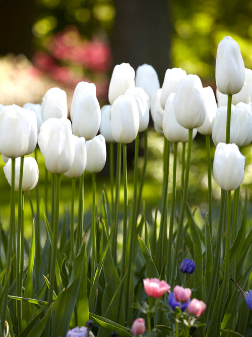 Tulip White Angel's Wish
