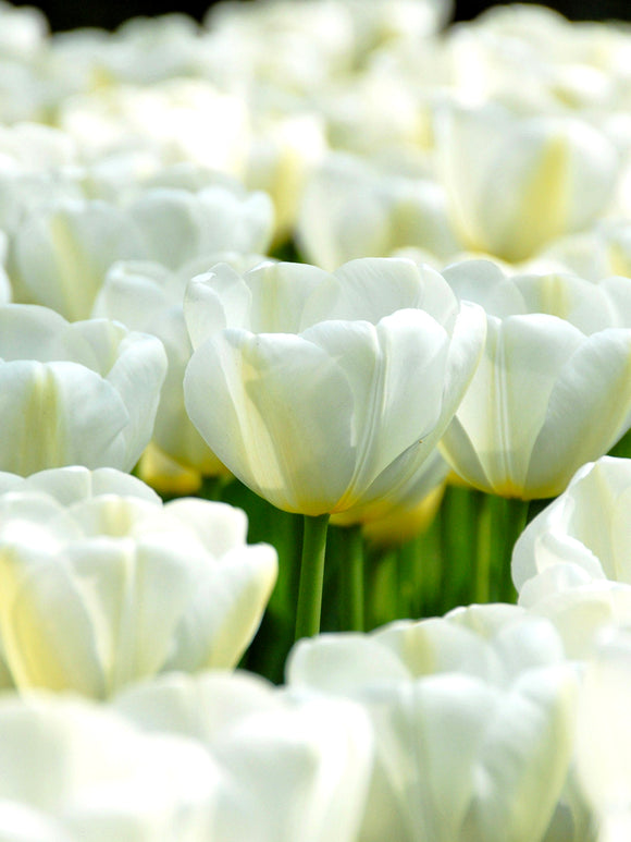 Wholesale Angel's Wish Tulips