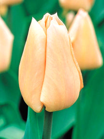 Tulip Apricot Giant®