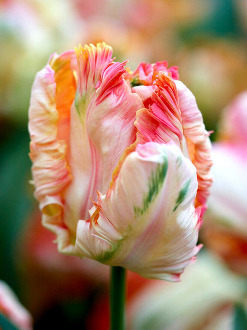 Tulip Apricot Parrot Flower Bulbs