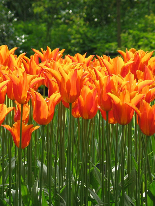 Orange Lily Flowering Tulip Ballerina