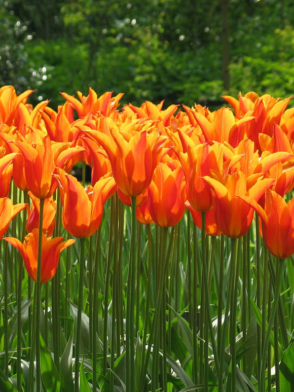 Orange Lily Flowering Tulip Ballerina