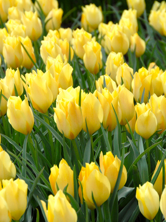 Wholesale Tulip Battalini Bright Gem