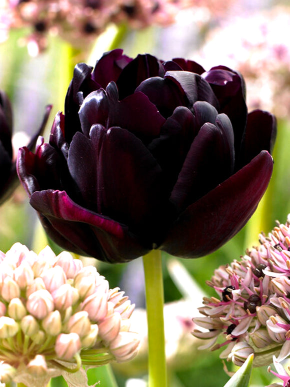 Double Peony Tulip Black Hero