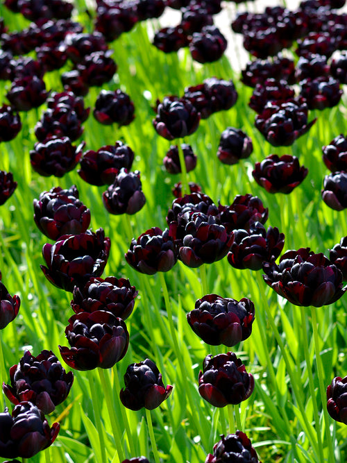 Double Peony Tulip Black Hero