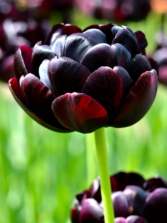 Tulip Black Hero