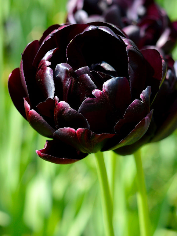 Black Hero Tulip Bulbs