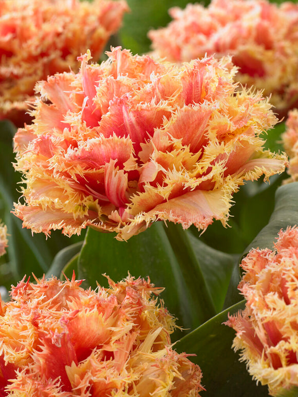 Fringed Double Tulip Brisbane red and yellow