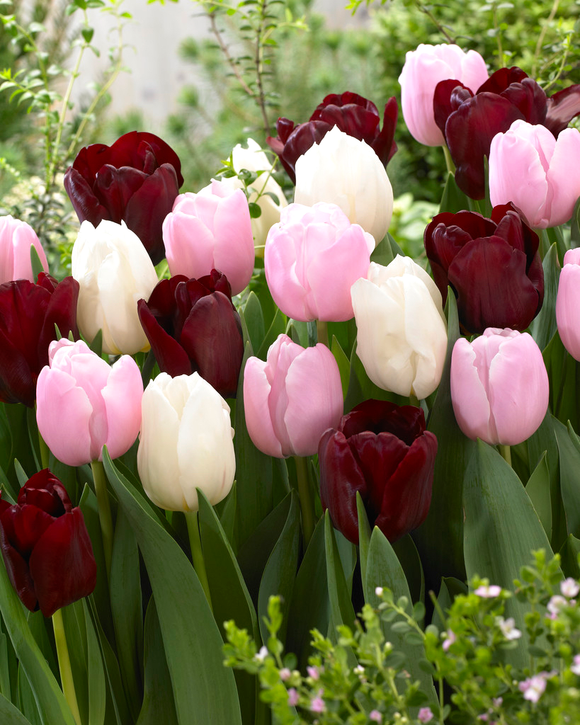 Tulip Chocolate Candy Collection - DutchGrown