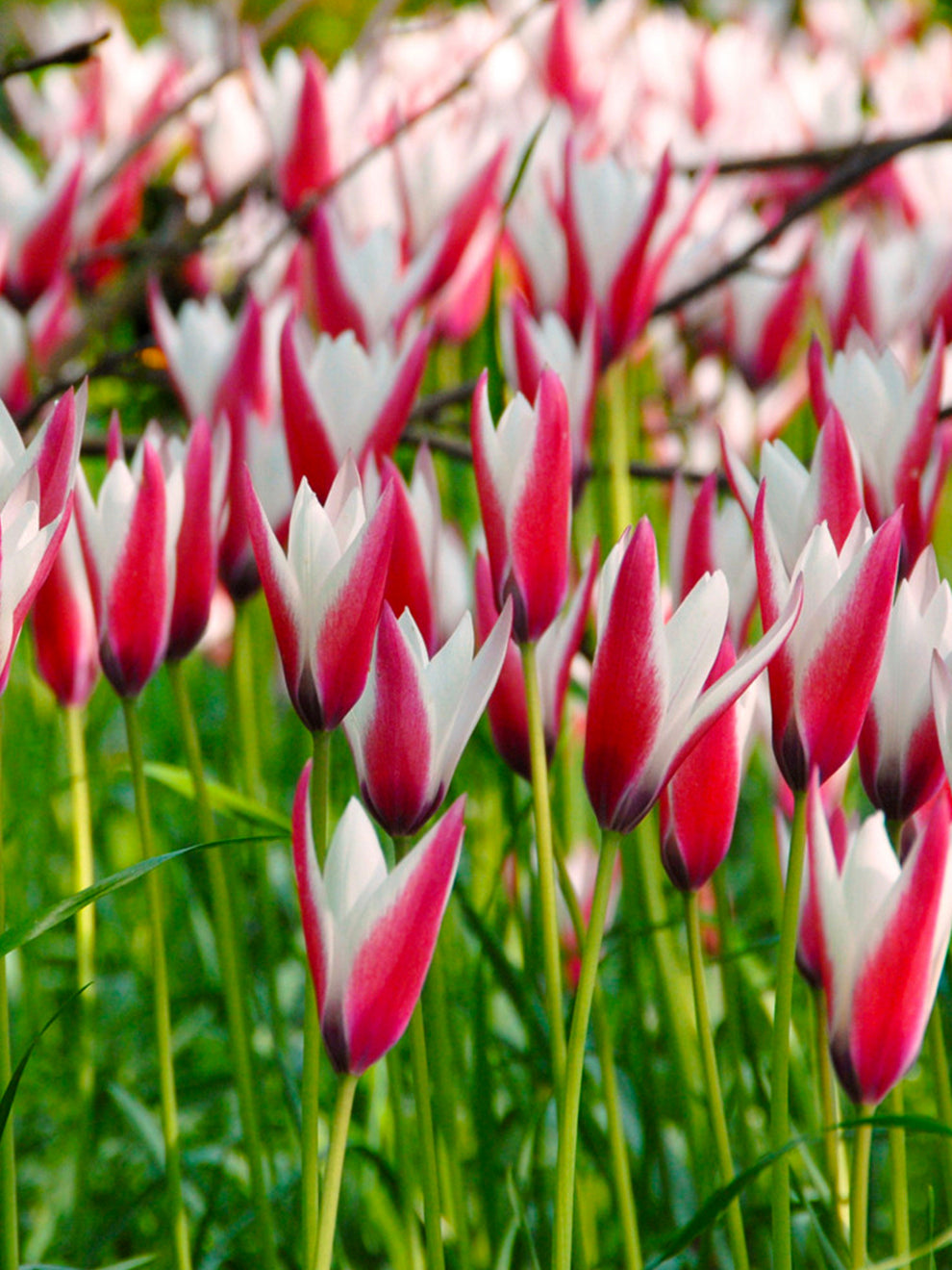 6 Bollen Tulpen Clusiana 'Peppermint Stick' - 6/8 Cm - Nederlandse Kwaliteit