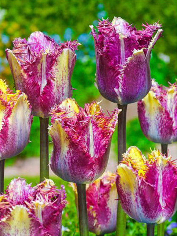 Chancing Color Tulip Fusion 