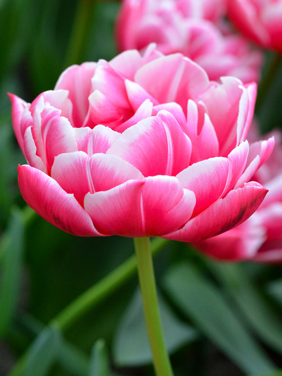 Tulip Columbus - Pink, Red, White - Flower Bulbs for Fall Planting