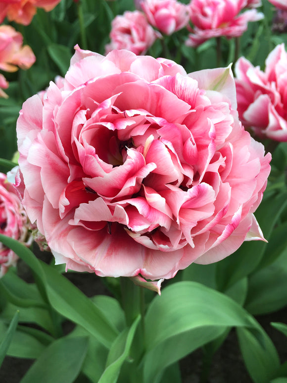 Tulip Columbus - Pink, Red, White - Flower Bulbs for Fall Planting