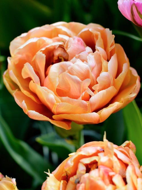 Tulip Copper Image Bulbs