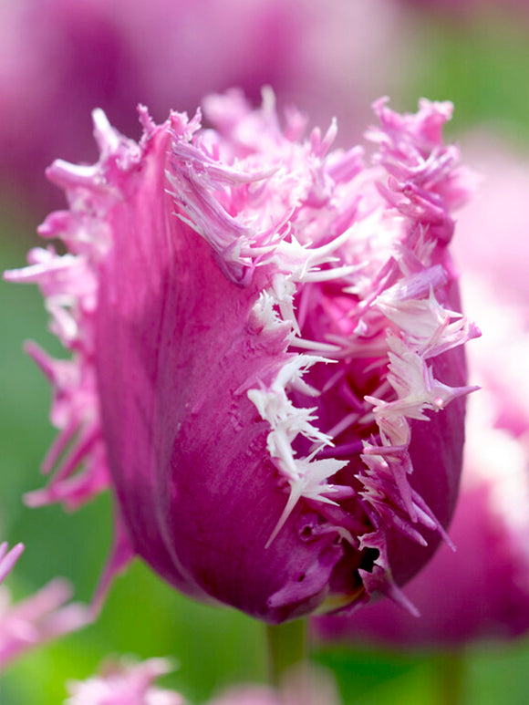 Tulip Crunchy Cummins