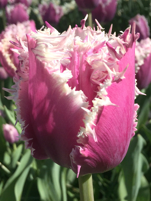 Tulip Crunchy Cummins