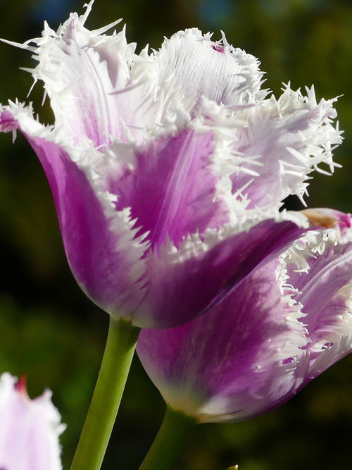 Wholesale tulip cummins