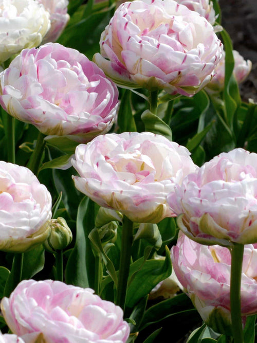 Exclusive Tulip Bulbs from Holland - Tulip Danceline, white, pink, red stripes