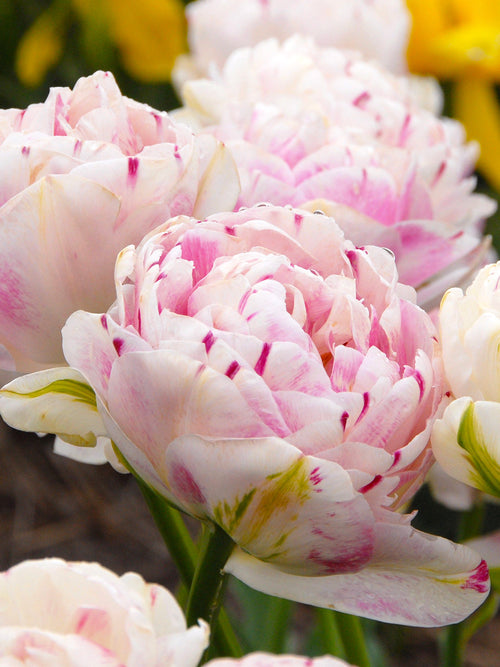 Exclusive Tulip Bulbs from Holland - Tulip Danceline, white, pink, red stripes