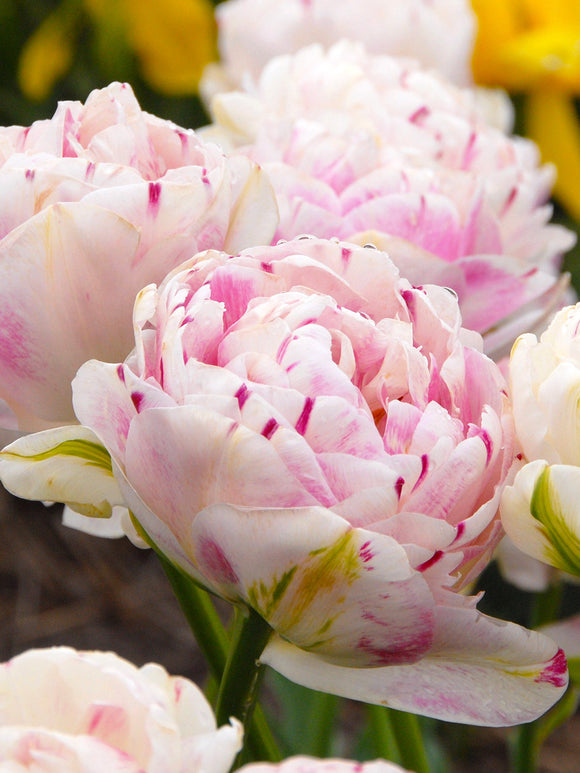 Exclusive Tulip Bulbs from Holland - Tulip Danceline, white, pink, red stripes