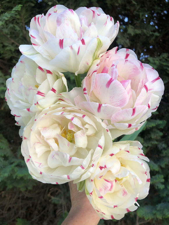 Exclusive Tulip Bulbs from Holland - Tulip Danceline, white, pink, red stripes