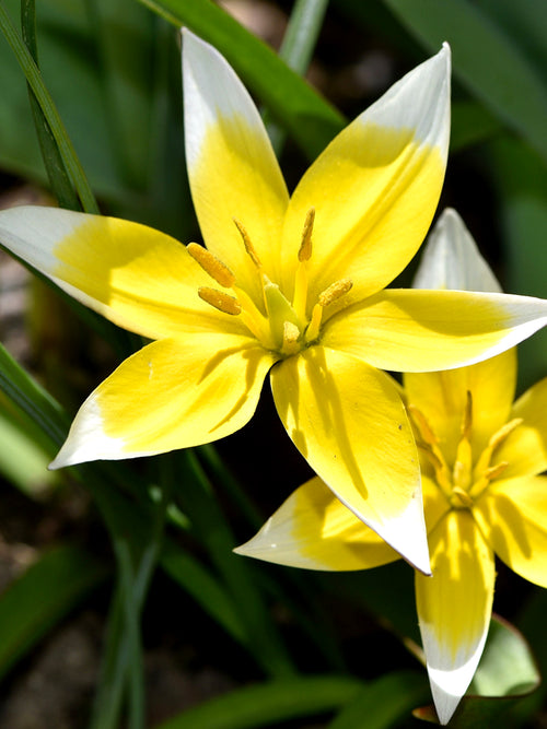 Tulip Star Flower Dasystemon Tarda