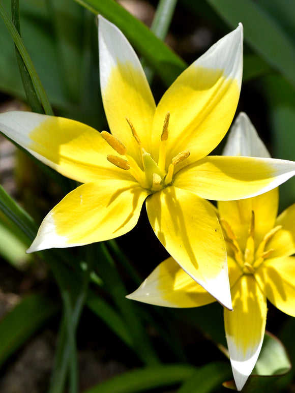 Tulip Star Flower Dasystemon Tarda