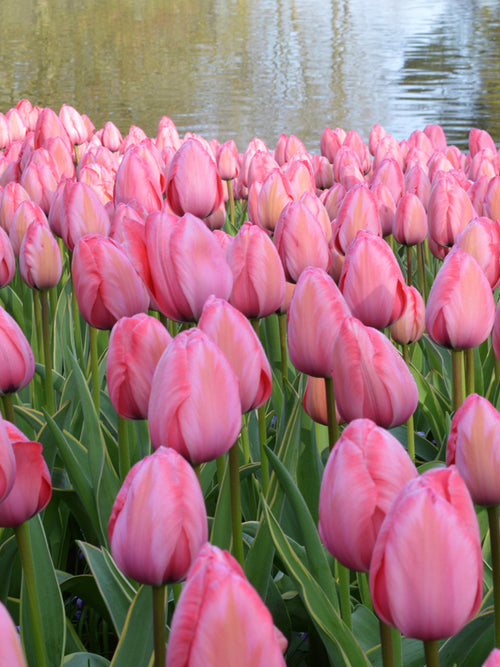 Tulip Design Impression Bulbs