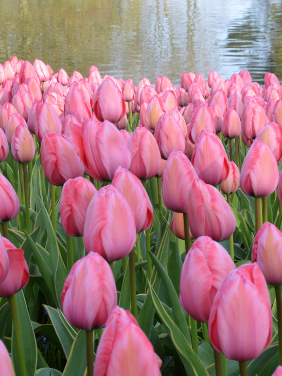 Tulip Design Impression Bulbs