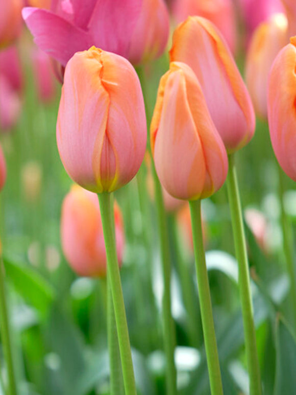 Tulip Dordogne