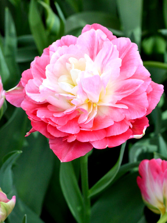 Exclusive Tulip Bulbs - Fall Planting - Pink and White - Large Peony Like Flowers