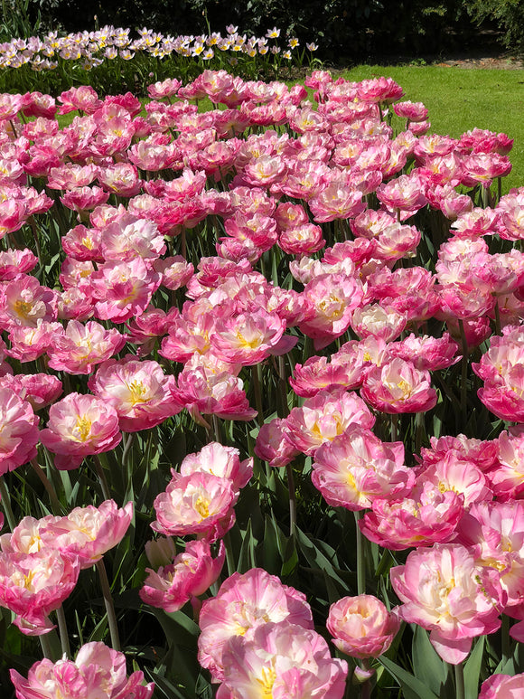Exclusive Tulip Bulbs - Fall Planting - Pink and White - Large Peony Like Flowers in park