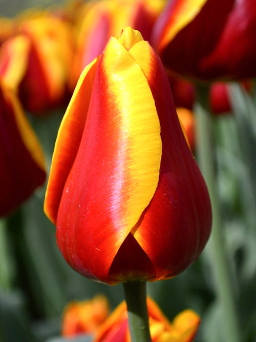 Tulip Dow Jones