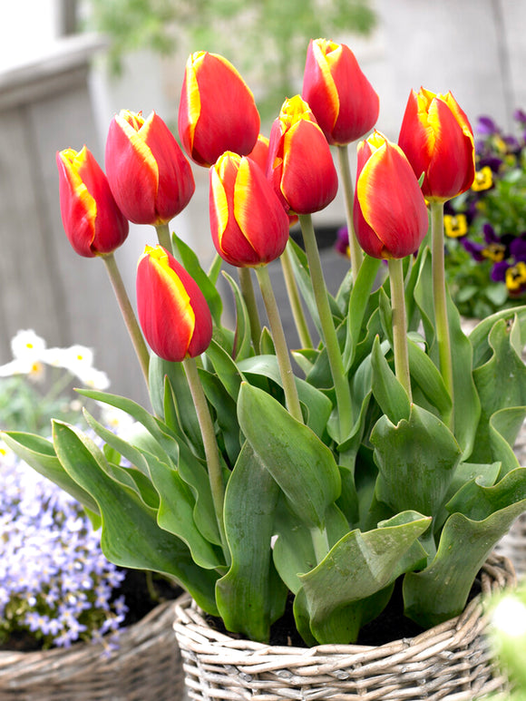 Tulip Dow Jones Red Yellow Triumph Flowers