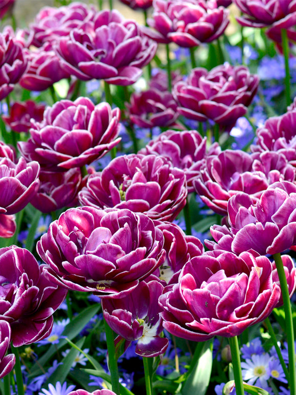 Wholesale Tulip Bulbs - Dream Touch