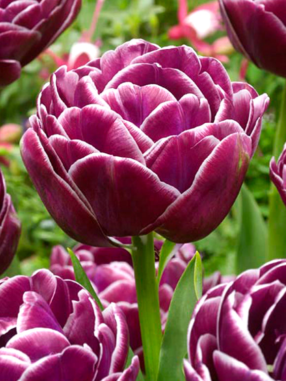 Tulip Bulbs - Dream Touch
