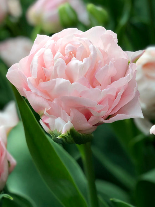 Best Pink Peony Tulip named Dreamer