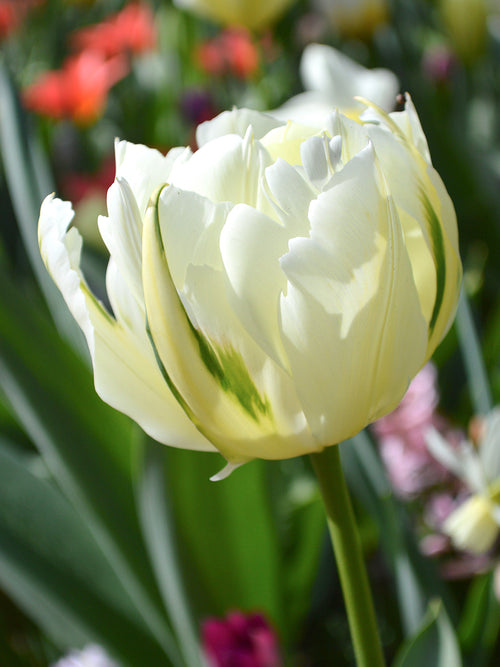 Tulip Exotic Emperor - White Valley