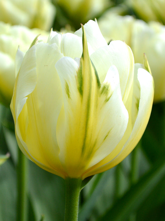 Fosteriana Tulip - Exotic Emperor