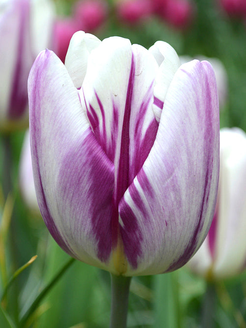 Wholesale Tulip Bulbs - Flaming flag