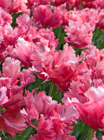 Tulip Flamingo Queen®