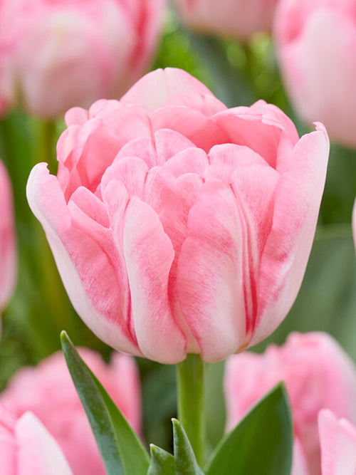 Tulip Foxtrot Pink Peony Double