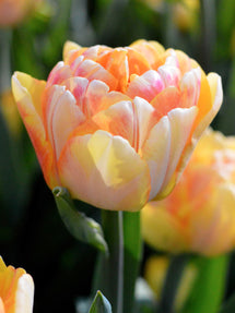 Tulip Foxy Foxtrot