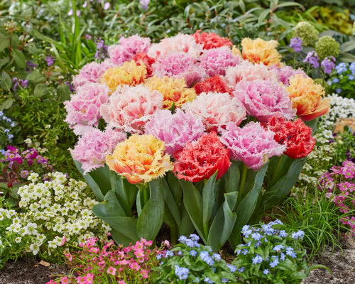 Peony Double Fringed Tulip Bulb Collection by DutchGrown