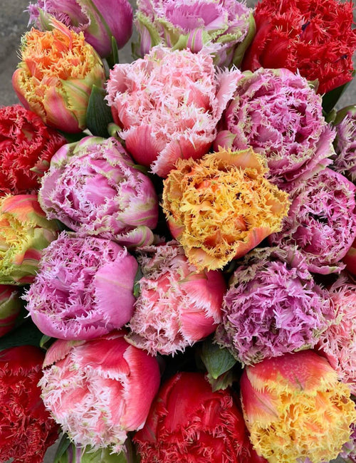 Peony Double Fringed Tulip Bulb Collection by DutchGrown