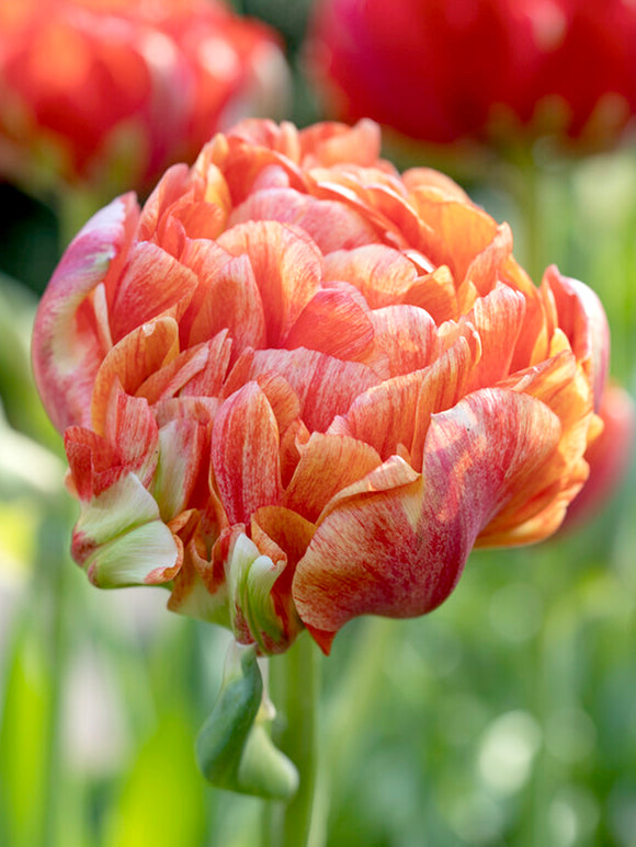 Tulip Gudoshnik Double - Peony Tulip Red and Yellow Cut Flower