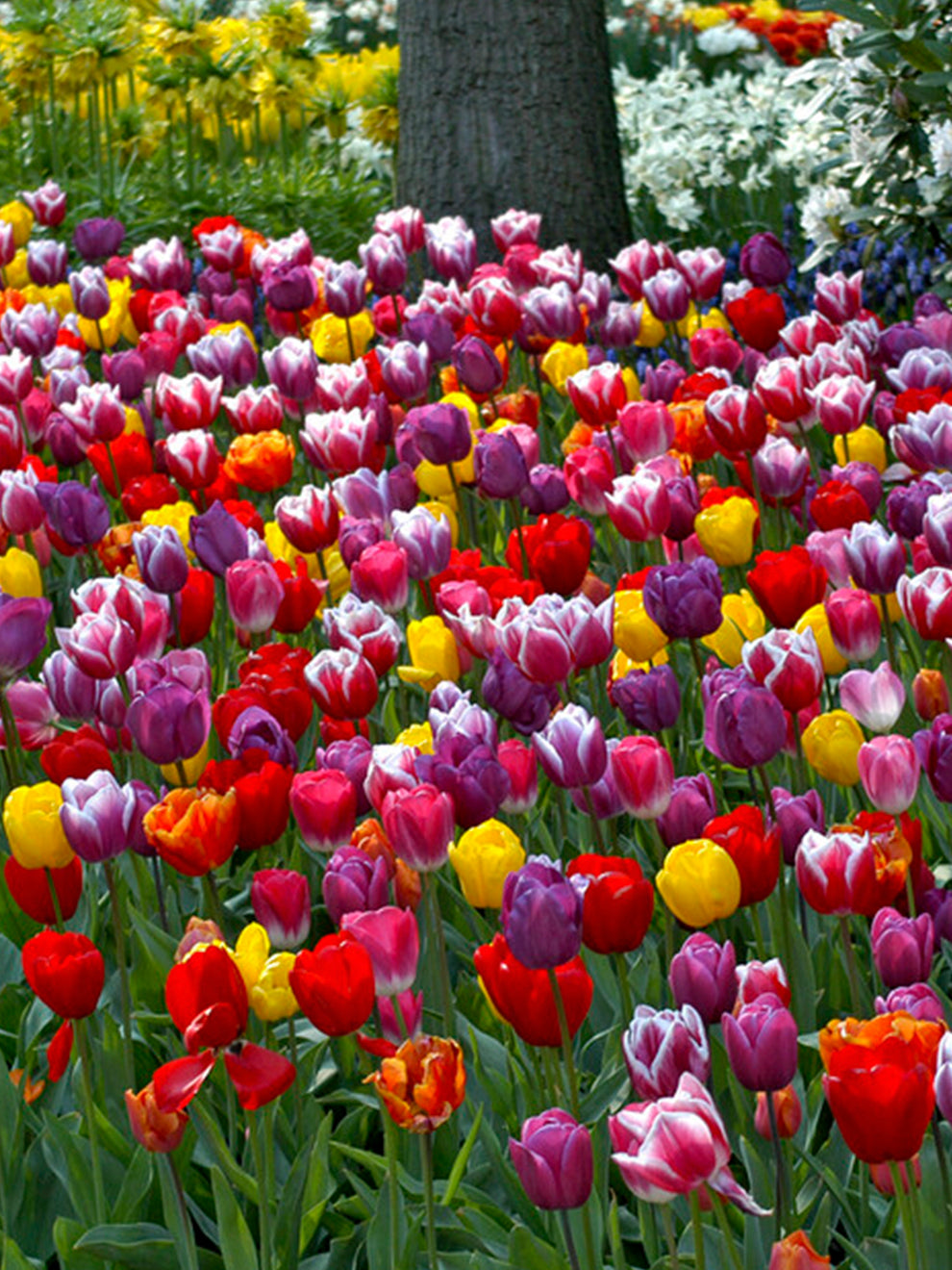 tulip potting mix Tulip Houston Triumph Mix Bulbs, Mixed - 25 Bulbs
