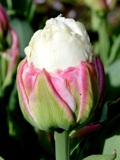 Wholesale tulip ice cream bulbs