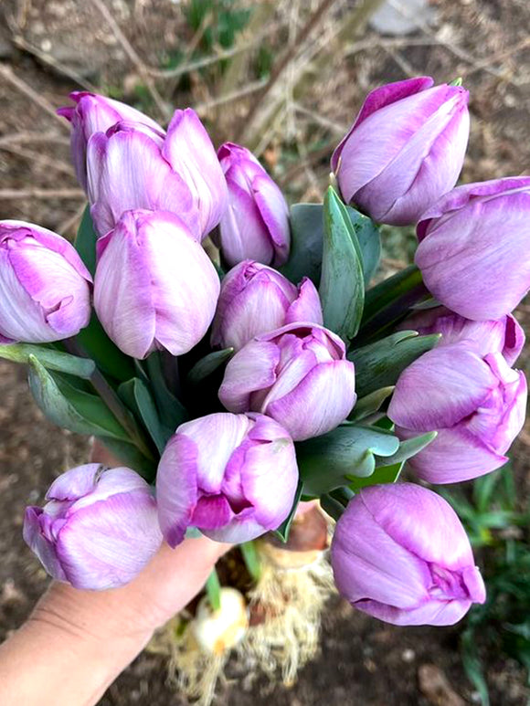 Tulip Jacuzzi - Purple Silver Flowers Bulbs