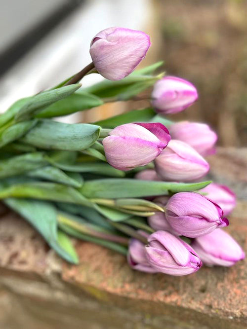 Tulip Jacuzzi - Purple Silver Flower Bulbs
